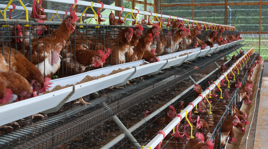 氨气的危害以及预防泄漏的方法 氨气的危害以及预防泄漏的方法