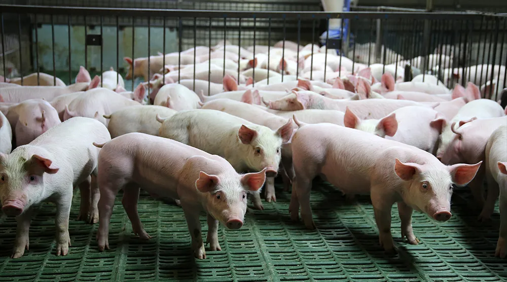 氨气的危害以及预防泄漏的方法 氨气的危害以及预防泄漏的方法